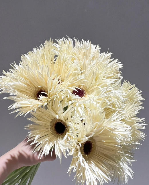 【拉丝弗朗】白色拉丝菊  约10枝/扎 商品图1