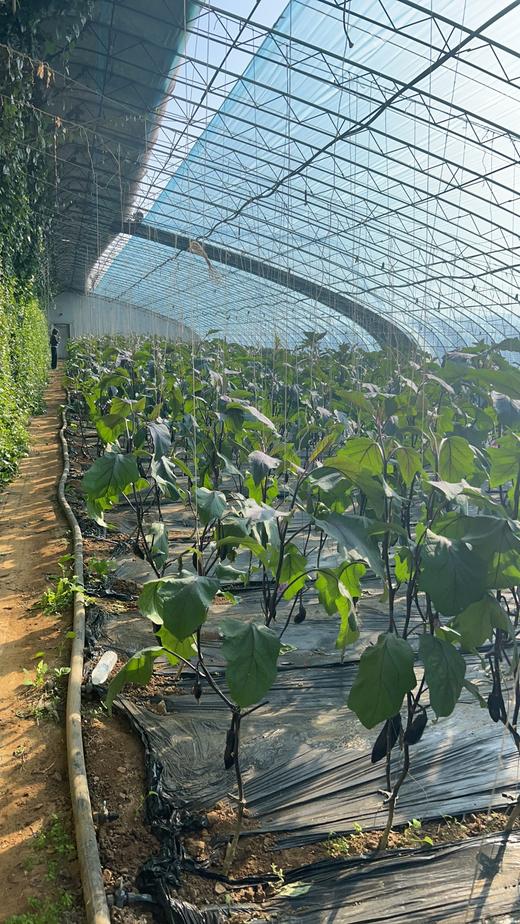 鸿翠园 有机茄子 商品图1