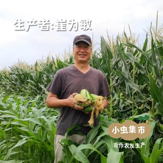 老品种生态牛奶芋头 5斤/箱 | 合作农友生产，产自河南洛阳，生产者：崔为敏 *【公平贸易农人定价】 商品图4