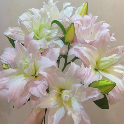 A重瓣.女神百合.粉黛 商品图1