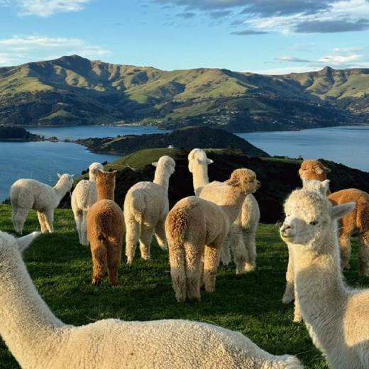 【新西兰·暖冬度假·亲子首选】10天9晚·6人私家小团 | 深度畅游南北岛·奥克兰+罗托鲁瓦+皇后镇+蒂卡波+但尼丁+基督城 商品图8