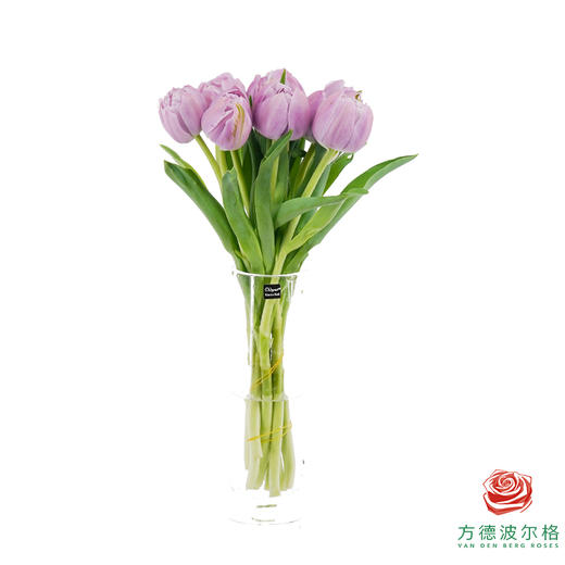 【重瓣郁金香】 蓝莓布丁 10枝一扎 商品图1