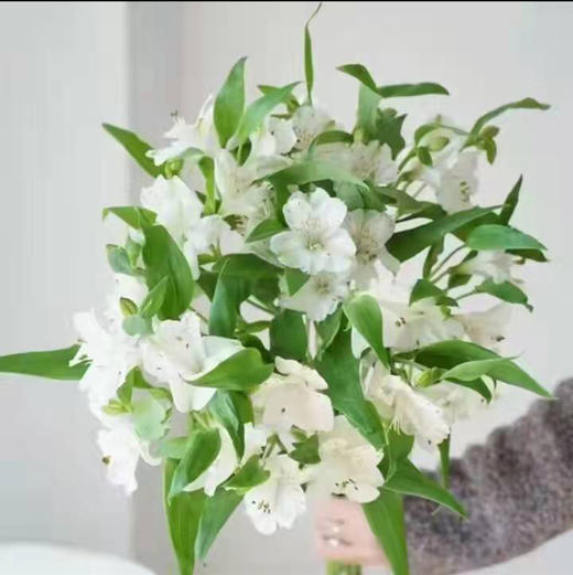 水仙百合.白色 商品图0