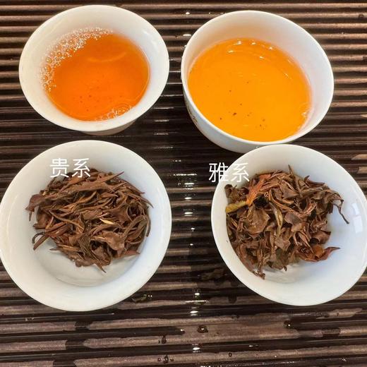 2024 美人茶 大田美人茶制茶大师 陈大显制  30克起 商品图5