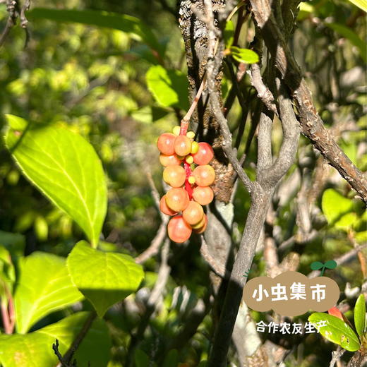 野生五味子干 50g/袋 | 合作农友生产，源自大兴安岭原始森林，生产者：柳树 ＆【公平贸易农人定价】 商品图10