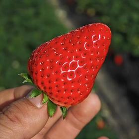 🍓红颜草莓  ·  生态种植 · 自然生长·  自然熟 ·  草莓风味浓郁
