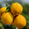 【现摘现发】正宗江西赣南脐橙 九省包邮 商品缩略图12