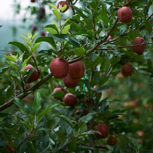 能喝出苹果品种的苹果汁 自然农法种出来的有机苹果 用HPP技术榨出来的100纯苹果汁 这果汁 要惊艳到你 | 百里食 商品图7