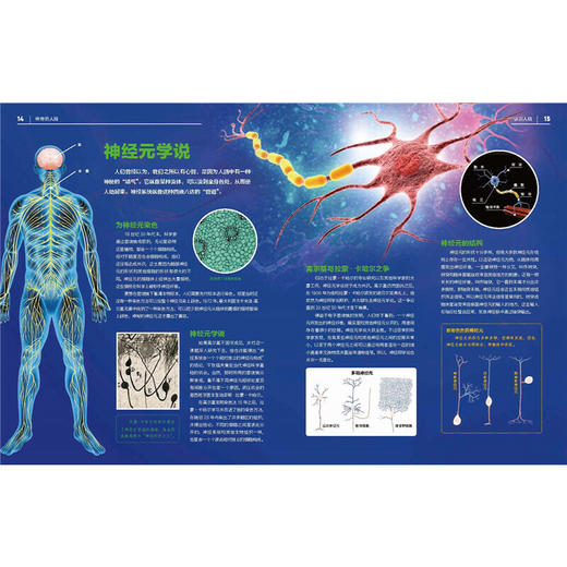 神奇的人脑 商品图4