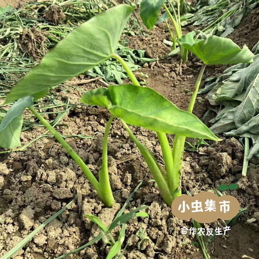 老品种生态牛奶芋头 5斤/箱 | 合作农友生产，产自河南洛阳，生产者：崔为敏 *【公平贸易农人定价】 商品图14