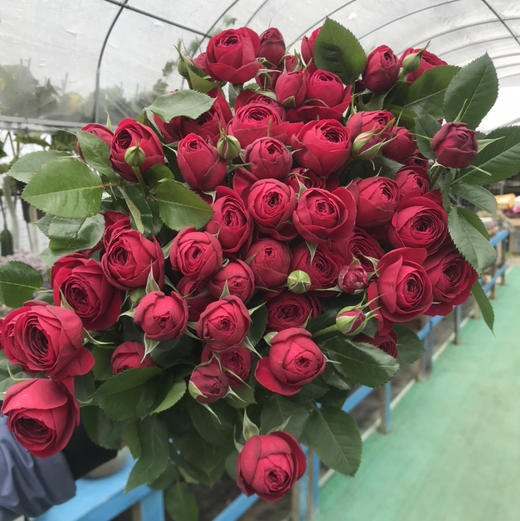 多头玫瑰.红蕾丝 商品图0