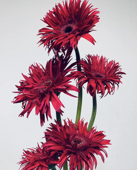 【拉丝弗朗】红色拉丝菊  约10枝/扎 商品图1