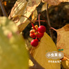 野生五味子干 50g/袋 | 合作农友生产，源自大兴安岭原始森林，生产者：柳树 ＆【公平贸易农人定价】 商品缩略图13