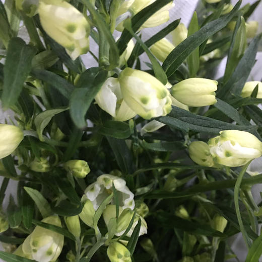 小飞燕.白色 商品图1