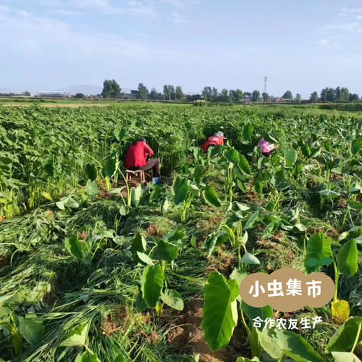 老品种生态牛奶芋头 5斤/箱 | 合作农友生产，产自河南洛阳，生产者：崔为敏 *【公平贸易农人定价】 商品图13