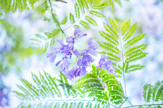 南非12天摄影团：蓝花楹季——克鲁格动物猎奇、花园大道、开普敦半岛摄影团 商品图2