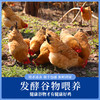 【顺丰包邮，精选黄油老母鸡】现杀速冻新鲜到家，黄油丰富肉质紧实，发酵谷物喂养，汤鲜味美滋补佳品QQ 商品缩略图2