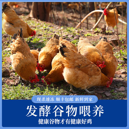【顺丰包邮，精选黄油老母鸡】现杀速冻新鲜到家，黄油丰富肉质紧实，发酵谷物喂养，汤鲜味美滋补佳品QQ 商品图2