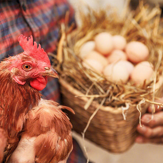 葛溪正太富硒有机鲜蛋普箱装20枚【分仓直发，72小时发货，周末节假日不发货】 商品图1