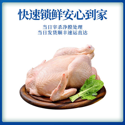 【顺丰包邮，精选黄油老母鸡】现杀速冻新鲜到家，黄油丰富肉质紧实，发酵谷物喂养，汤鲜味美滋补佳品QQ 商品图5