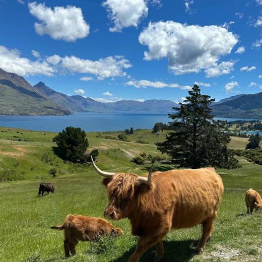 【新西兰·暖冬度假·亲子首选】10天9晚·6人私家小团 | 深度畅游南北岛·奥克兰+罗托鲁瓦+皇后镇+蒂卡波+但尼丁+基督城 商品图1