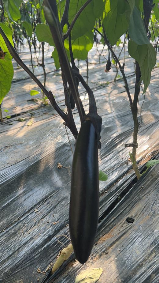 鸿翠园 有机茄子 商品图4