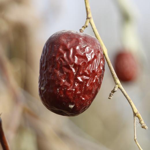 【自营】新疆自然吊干红枣 若羌灰枣（带土枣未清洗） 商品图2