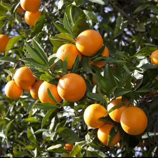 璞实®有机赣南脐橙5kg（含箱） 商品图4