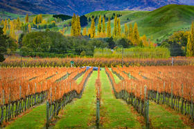 新西兰·秋韵南岛14天摄影团——“带你走进新西兰皇后镇、箭镇、瓦纳卡……的绝美秋色！