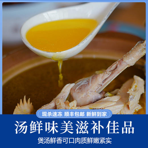 【顺丰包邮，精选黄油老母鸡】现杀速冻新鲜到家，黄油丰富肉质紧实，发酵谷物喂养，汤鲜味美滋补佳品QQ 商品图4