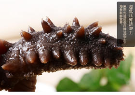 【交通广播专属】鲜食海参筑美鲜食海参 活海参作原料 低温鲜蒸 脱水熟化