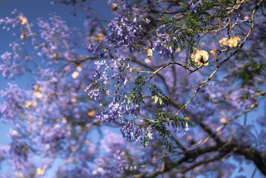 南非12天摄影团：蓝花楹季——克鲁格动物猎奇、花园大道、开普敦半岛摄影团 商品图0