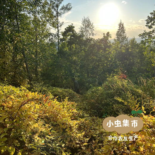 野生五味子干 50g/袋 | 合作农友生产，源自大兴安岭原始森林，生产者：柳树 ＆【公平贸易农人定价】 商品图9