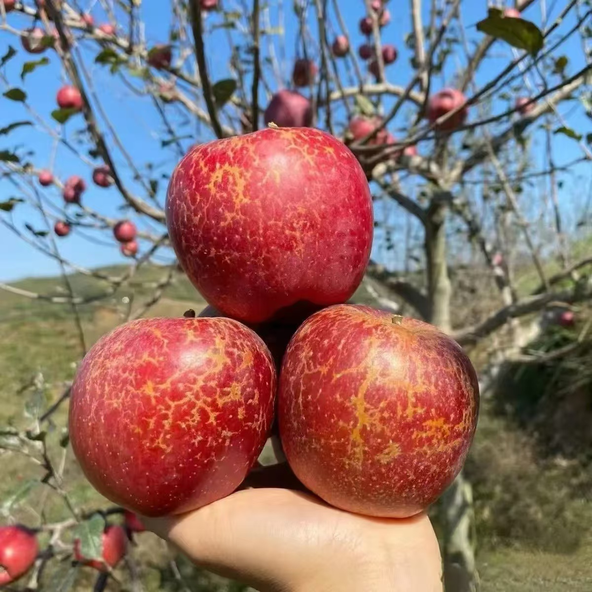 四川大凉山盐源野生苹果毛重8斤（大果80-85mm）