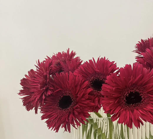 【拉丝弗朗】红色拉丝菊  约10枝/扎 商品图3