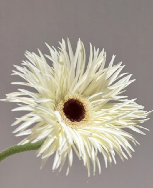 【拉丝弗朗】白色拉丝菊  约10枝/扎 商品图3