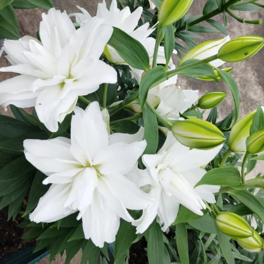 重瓣百合.霞多丽（北极星） 商品图2