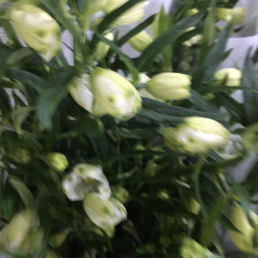 小飞燕.白色 商品图2