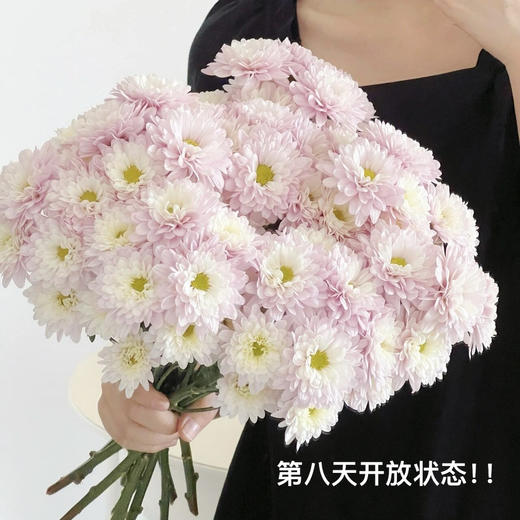 【AB级汉城粉小雏菊】5支/份（满29元包邮） 商品图0