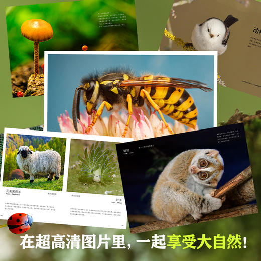 儿童纸上记录片：小自然 商品图1