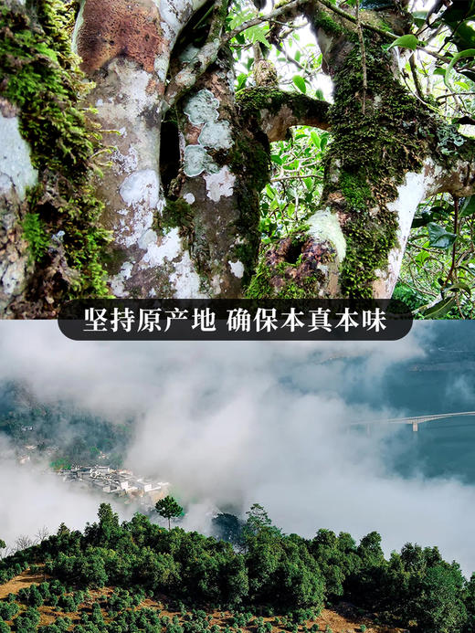 【限时秒杀】【 滇红大金针】云南凤庆·滇红之乡核心产区，只采一季春茶精华，匠心制作古树滇红红茶 200克/罐 商品图8