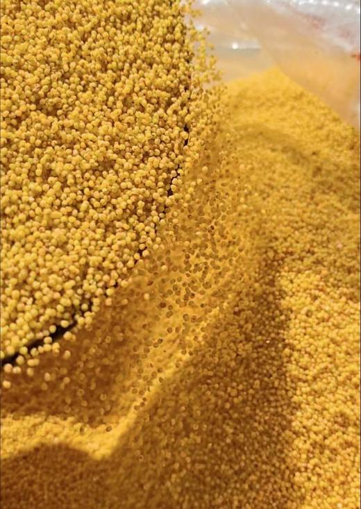 新小米｜2025年11月收 商品图11