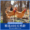 【顺丰包邮，精选黄油老母鸡】现杀速冻新鲜到家，黄油丰富肉质紧实，发酵谷物喂养，汤鲜味美滋补佳品QQ 商品缩略图3