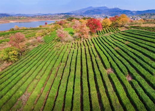 大别山红叶5—9天摄影团——九资河柿子古村、罗田水上红叶、圣人堂、马鬃岭、大悟红叶、杨高山、随州钱冲古银杏 商品图13