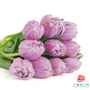 【重瓣郁金香】 蓝莓布丁 10枝一扎 商品缩略图4