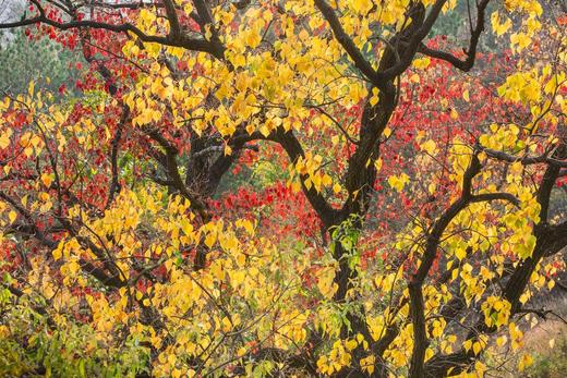 大别山红叶5—9天摄影团——九资河柿子古村、罗田水上红叶、圣人堂、马鬃岭、大悟红叶、杨高山、随州钱冲古银杏 商品图14