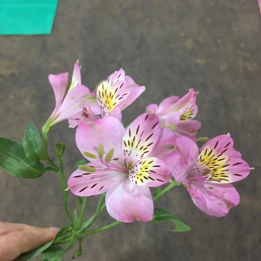 进口水仙百合·粉色 商品图2