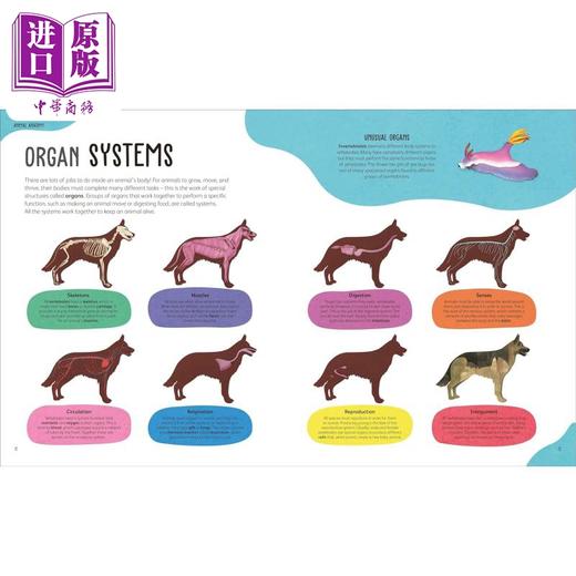 预售 【中商原版】DK动物身体之书 The Animal Body Book 英文原版 儿童知识绘本 科普读物 动物解剖学入门书 精装 进口童书5岁以上 商品图2