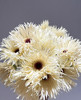 【拉丝弗朗】白色拉丝菊  约10枝/扎 商品缩略图2