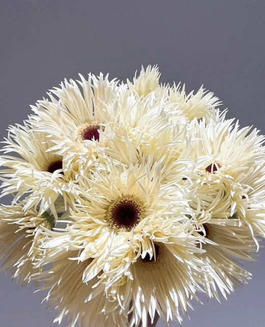 【拉丝弗朗】白色拉丝菊  约10枝/扎 商品图2